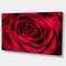 Designart - Red Rose Petals with Rain Droplets - Floral Art Canvas Print